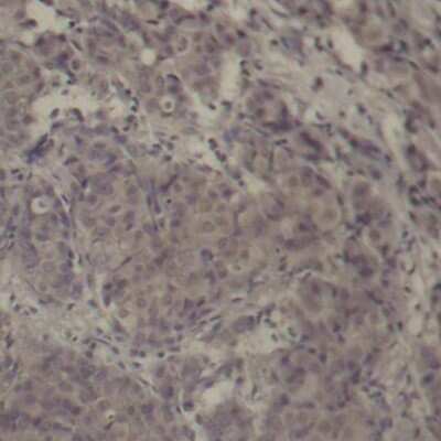 Immunohistochemistry-Paraffin: CREB [p Ser142] Antibody - BSA Free [NBP3-05412]